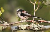 Long-tailed Tit